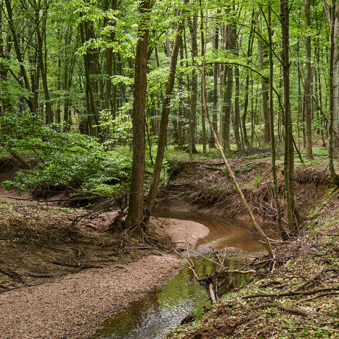 Forest Inspired Candles