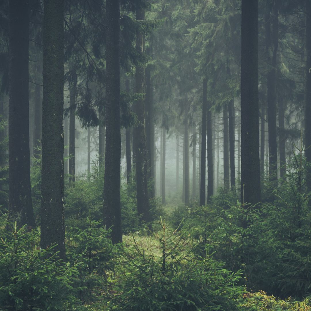 Photo of a lush green forest